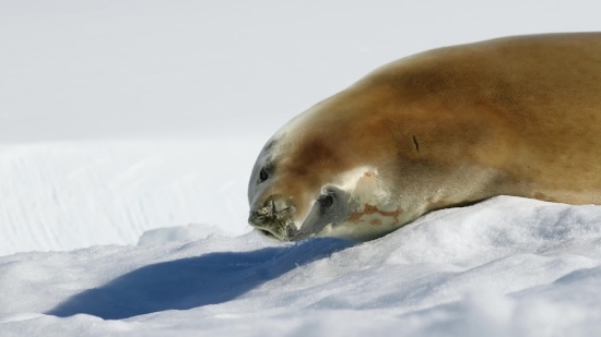 Green Background Animal Video Free Download, Sea Lion, Eared Seal, Seal, Wildlife, Aquatic Mammal