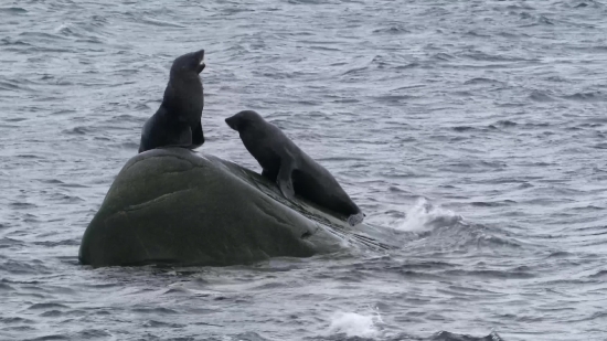 Green Background Animation Video Download, Sea Lion, Eared Seal, Seal, Water, Ocean