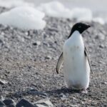 Green Screen Hd Background, King Penguin, Penguin, Seabird, Bird, Aquatic Bird