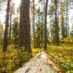 Green Screen Rain Video Download, Tree, Forest, Woody Plant, Trees, Landscape