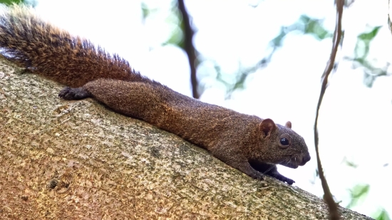 Green Screen Stock Footage, Rodent, Squirrel, Fox Squirrel, Mammal, Tree Squirrel