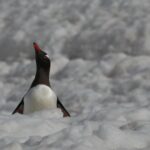 Green Screen Stock Video Footage, Auk, Seabird, Aquatic Bird, Bird, Wildlife