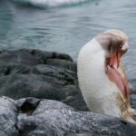 Green Screen Video Background Download, Bird, Seabird, Aquatic Bird, Goose, Beak