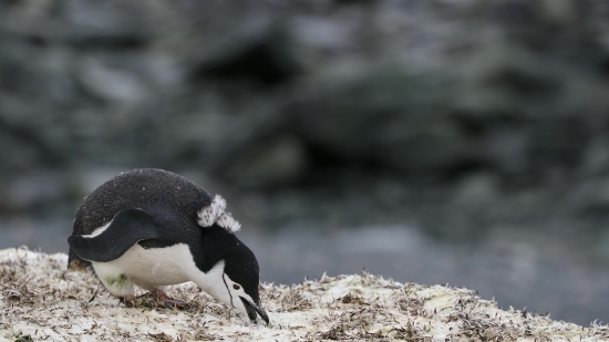 Green Screen Video Download For Kinemaster Free Download, Auk, Seabird, Aquatic Bird, Bird, Wildlife