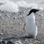 Green Screen Video Download Mp4, King Penguin, Penguin, Seabird, Bird, Auk