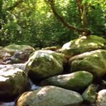 Hand Stock Video, Tree, River, Stone Wall, Forest, Landscape