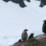 Happy New Year 2023 Background Video, King Penguin, Penguin, Seabird, Snow, Mountain