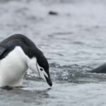 Hd Sky Background Video, Auk, Aquatic Bird, Seabird, Bird, Wildlife