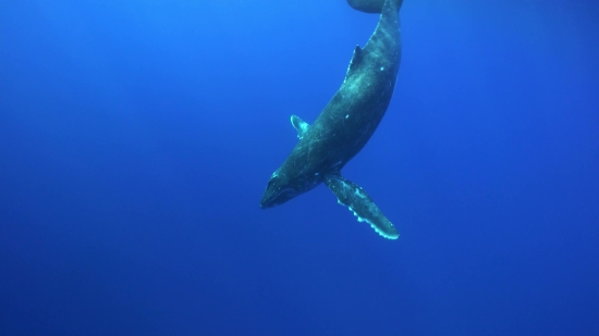 Heaven Video Background Free Download, Fish, Sea, Ocean, Shark, Underwater