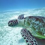 High Quality Stock Images, Sea Turtle, Turtle, Sea, Reptile, Shell