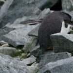 Highlight Clips, Auk, Seabird, Marmot, Rodent, Mammal