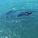 Highway Stock Footage, Baleen Whale, Whale, Sea, Ocean, Water