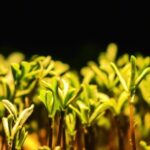 Homeless Stock Footage, Plant, Field, Spring, Grass, Agriculture