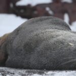 Hot Clip Video, Sea Lion, Mammal, Seal, Eared Seal, Mink