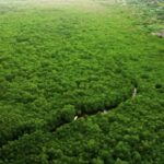 House Stock Footage Free, Tree, Landscape, Forest, Plant, Field