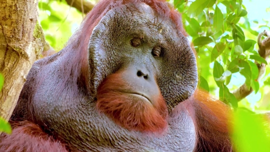 I Love You Video Clips Free Download, Orangutan, Primate, Ape, Monkey, Wildlife