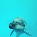 Ig Reels Downloader, Shark, Sea Cow, Great White Shark, Sea, Fish