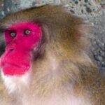 Imovie Backgrounds Download, Macaque, Monkey, Primate, Wildlife, Ape