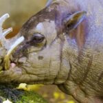 Incoming Call Background Video Download, Hippopotamus, Mammal, Ungulate, Wildlife, Elephant