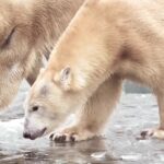 Independence Day Background Video Download, Ice Bear, Bear, Mammal, Fur, Wildlife