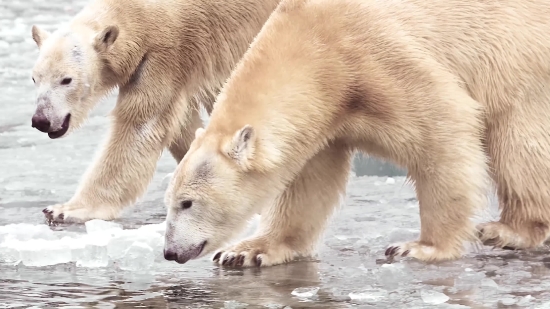 Independence Day Background Video Download, Ice Bear, Bear, Mammal, Fur, Wildlife