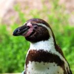 Ink In Water Free Stock Video, Bird, Beak, Wildlife, Feather, Feathers