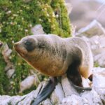 Ink Splatter Stock Footage, Sea Lion, Eared Seal, Seal, Wildlife, Aquatic Mammal