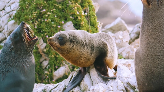 Ink Splatter Stock Footage, Sea Lion, Eared Seal, Seal, Wildlife, Aquatic Mammal