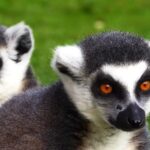 Ink Stock Video, Lemur, Primate, Mammal, Fur, Cute