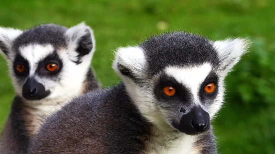 Ink Stock Video, Lemur, Primate, Mammal, Fur, Cute