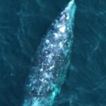 Instagram Reels Download Hd, Baleen Whale, Whale, Sea, Ocean, Water