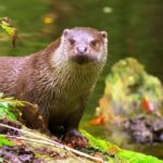 Instagram Reels Download Online Free, Mammal, Mink, Otter, Wildlife, Wild