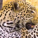 Instagram Reels Free Download, Leopard, Fur, Feline, Cat, Big Cat