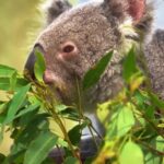 Instagram Reels Online Download, Koala, Mammal, Wildlife, Wild, Fur