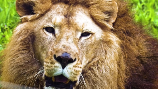 Instagram Reels Video Download By Link, Predator, Lion, Feline, Cat, Big Cat