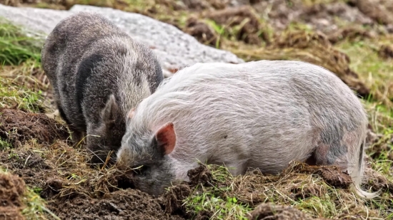 Interior Design Stock Photos, Piglet, Swine, Mammal, Livestock, Hog