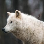 Internet Free Video, White Wolf, Wolf, Canine, Fur, Mammal