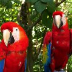 Internet Stock Video, Macaw, Parrot, Bird, Beak, Animal