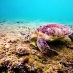 Intro Background Video Download, Loggerhead, Sea Turtle, Turtle, Sea, Ocean