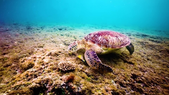 Intro Background Video Download, Loggerhead, Sea Turtle, Turtle, Sea, Ocean