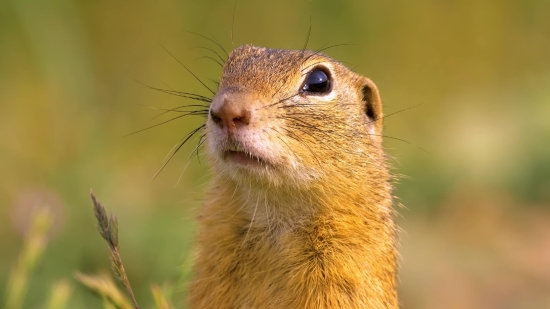 Intro Background Video Free Download, Rodent, Mammal, Animal, Marmot, Critter