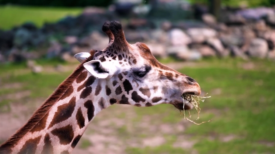 Intro Background Video No Copyright, Giraffe, Wildlife, Animal, Safari, Wild