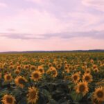 Intro Clip, Sunflower, Field, Flower, Yellow, Sky