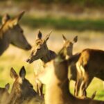 Intro Video Clip Free Download, Wildlife, Antelope, Mammal, Wild, Impala