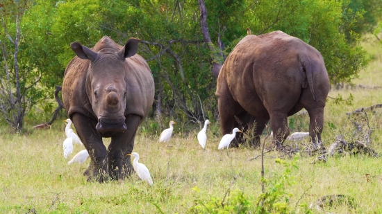 Invitation Video Background Download, Rhinoceros, Mammal, Odd-toed Ungulate, Elephant, Ungulate