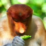 Islamic Background Video Free Download, Proboscis Monkey, Monkey, Primate, Wildlife, Wild