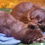 Islamic Background Video No Copyright, Mink, Mammal, Fur, Wildlife, Cute