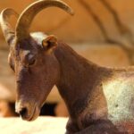 Islamic Video Background Hd, Ibex, Wild Goat, Goat, Wildlife, Deer