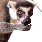 Istock Download Without Watermark, Lemur, Baby, Primate, Mammal, Cute