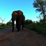 Istock Footage, Tusker, Elephant, Mammal, Safari, Wildlife